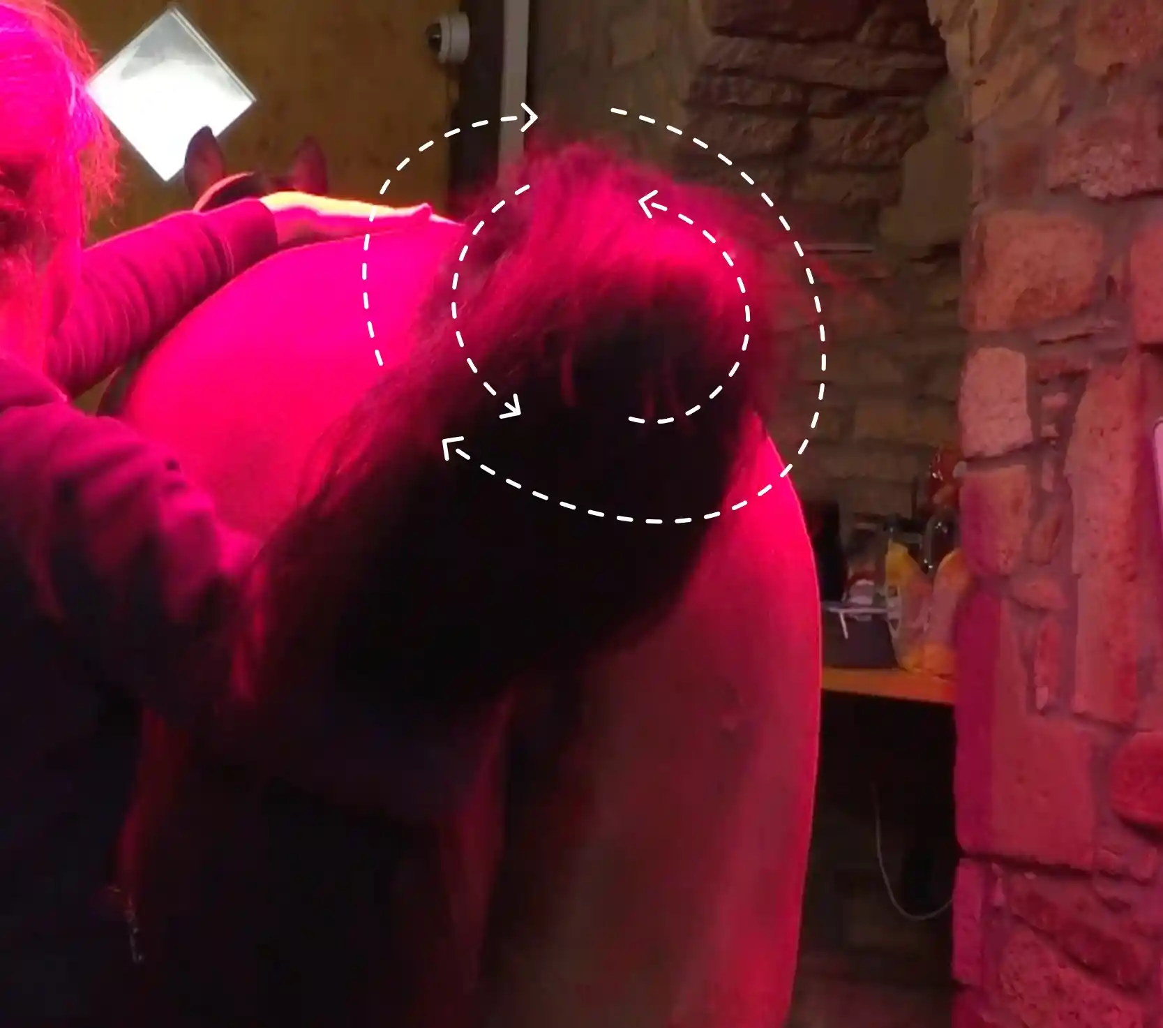 Therapeutin mobilisiert am stehenden Pferd den Schweifansatz, indem sie den Schweif sanft kreisen lässt, um den Lenden- und Kreuzbereich zu lockern.