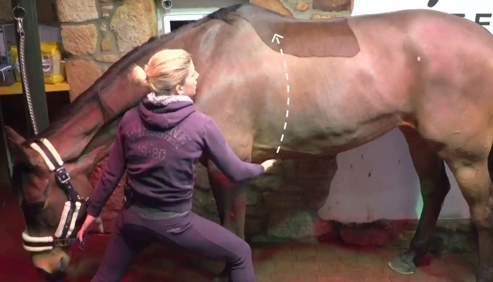 Therapeutin führt am Pferd im Stall eine Übung zur Unterstützung von Rücken und Bauchmuskulatur durch.