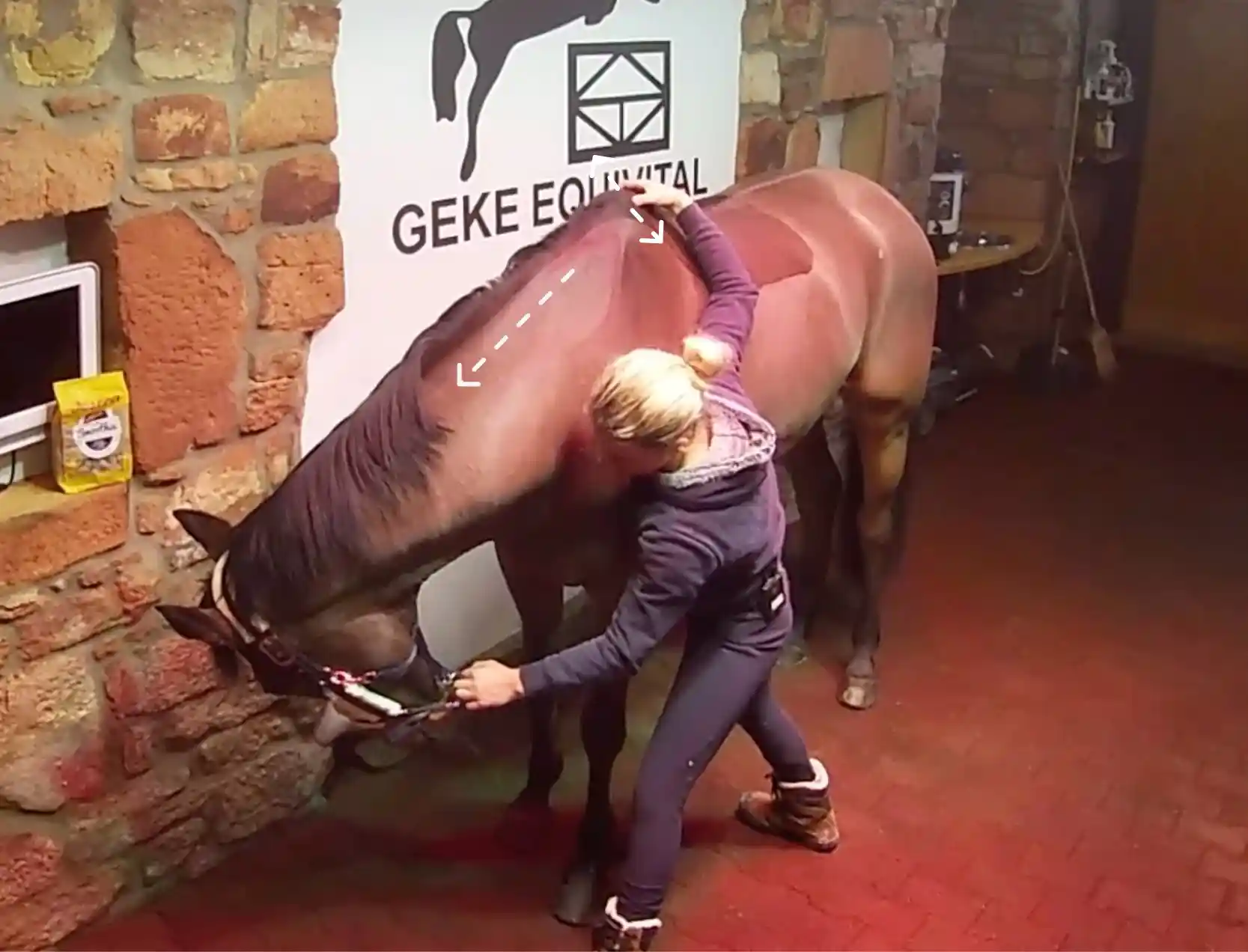 Therapeutin unterstützt im Stall die Dehnungshaltung des Pferdes, indem sie Kopf und Hals nach unten führt, um Rückenlinie und Muskulatur zu entlasten.