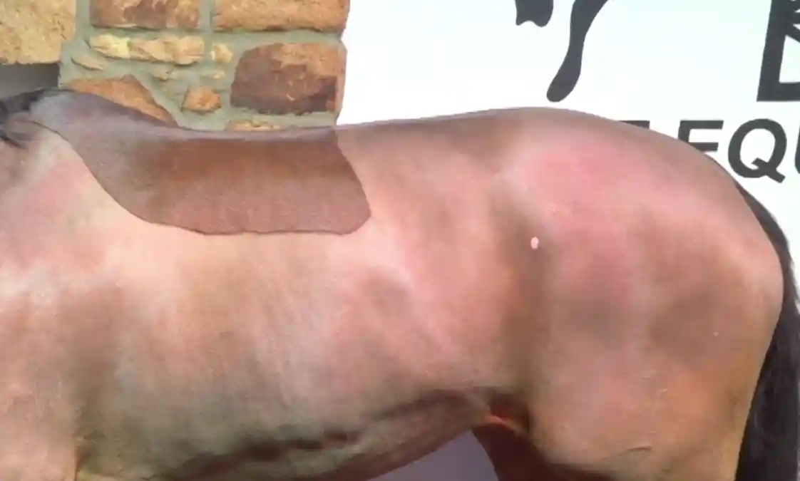 Seitenansicht eines Pferderückens.