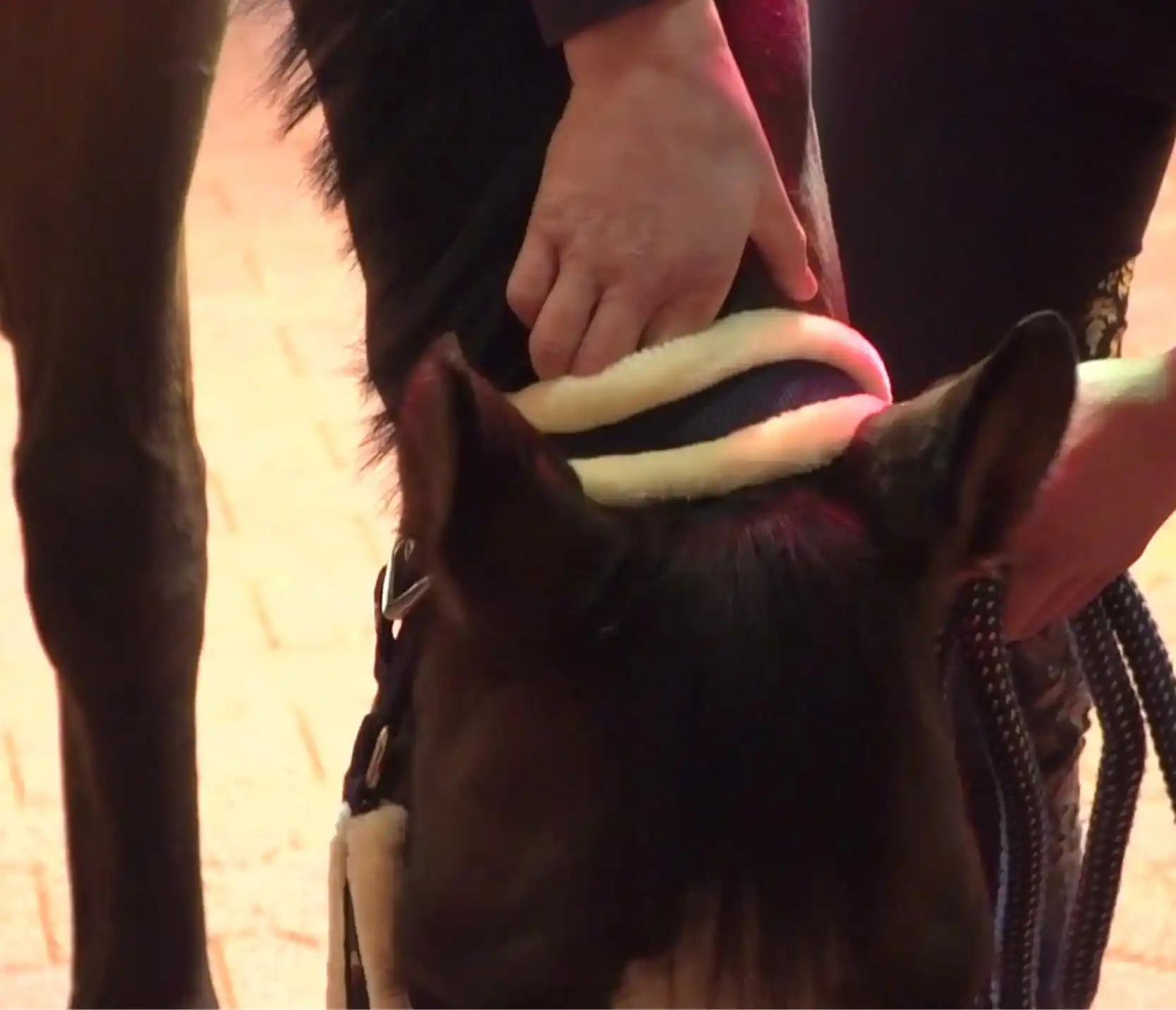 Hand liegt am Genick eines Pferdes mit Halfter, während das Pferd den Kopf entspannt nach unten senkt.