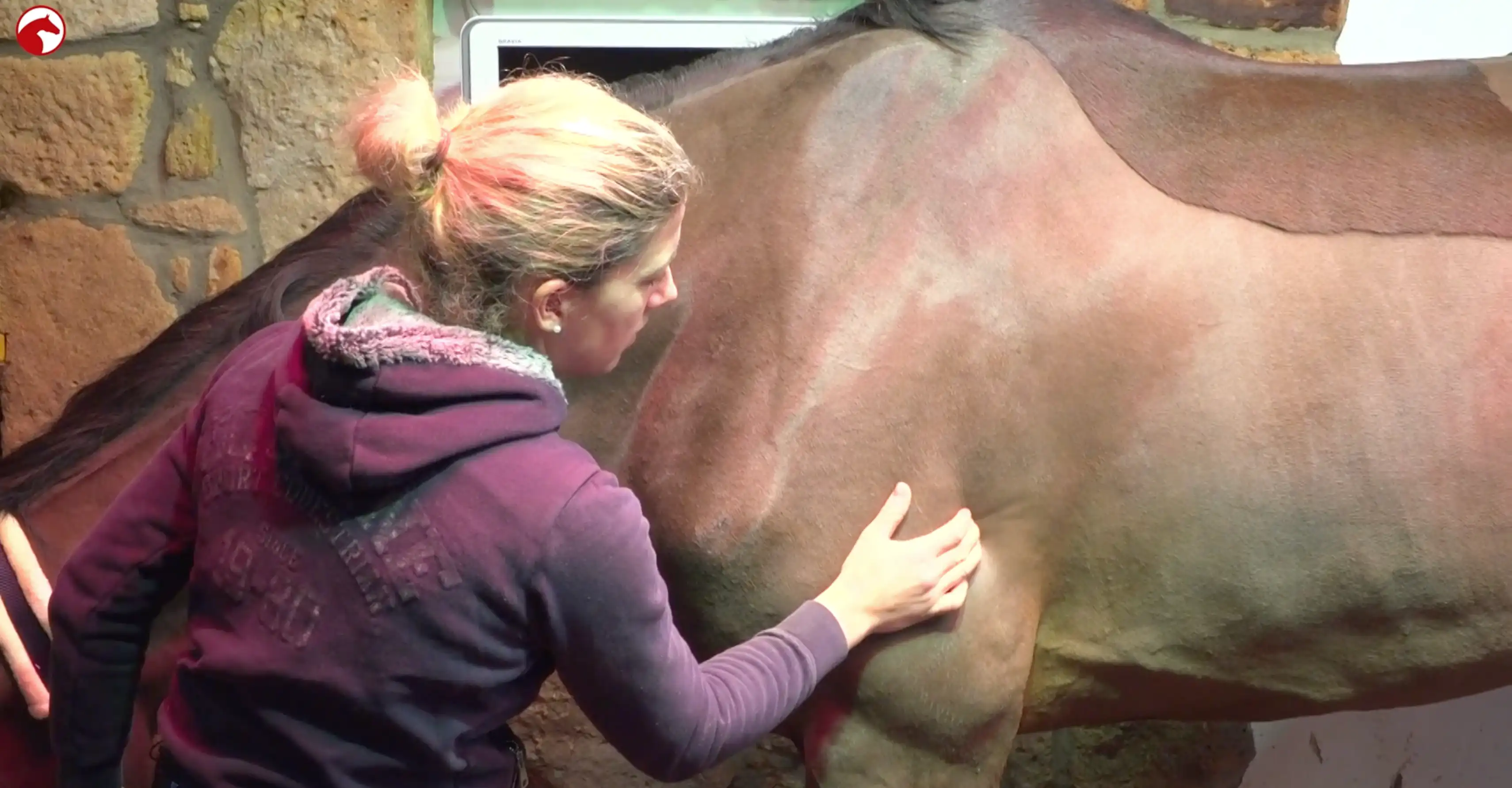 Physiotherapeutin lockert den Schulter-/Brustbereich eines Pferdes mit sanften Handgriffen an der Vorhand.