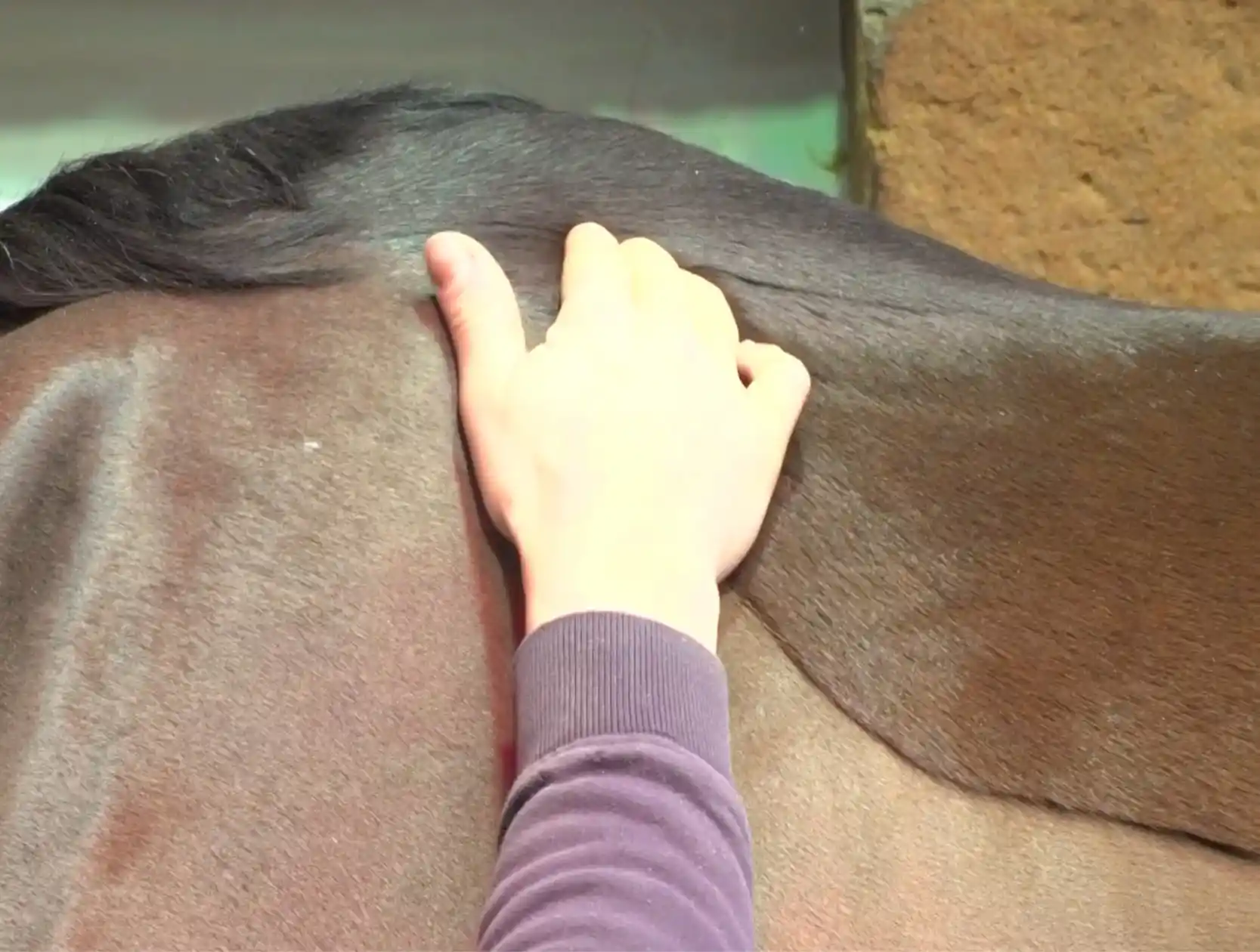 A horse physiotherapist examines a horse’s back with her hands to assess its musculature and musculoskeletal system.