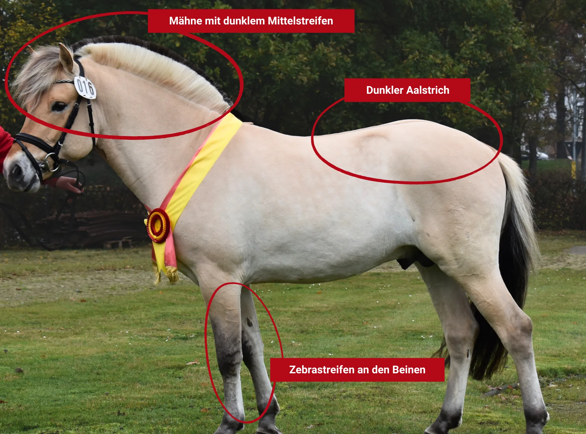 Fjord horse with typical breed features such as a dark dorsal stripe, two-tone upright mane, and zebra stripes on the legs.