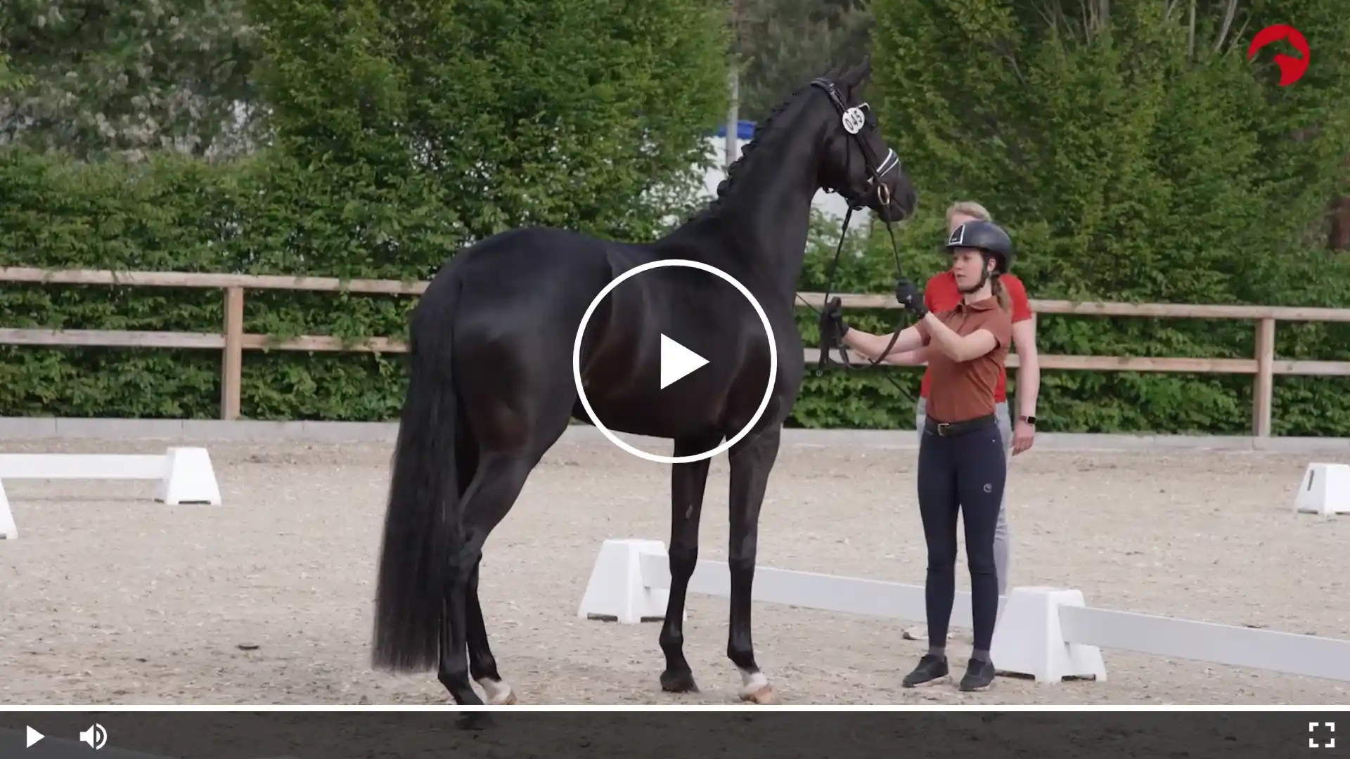 hwarzes Pferd steht in der Reitbahn an der Hand; eine Person hält es am Zügel.Video Button