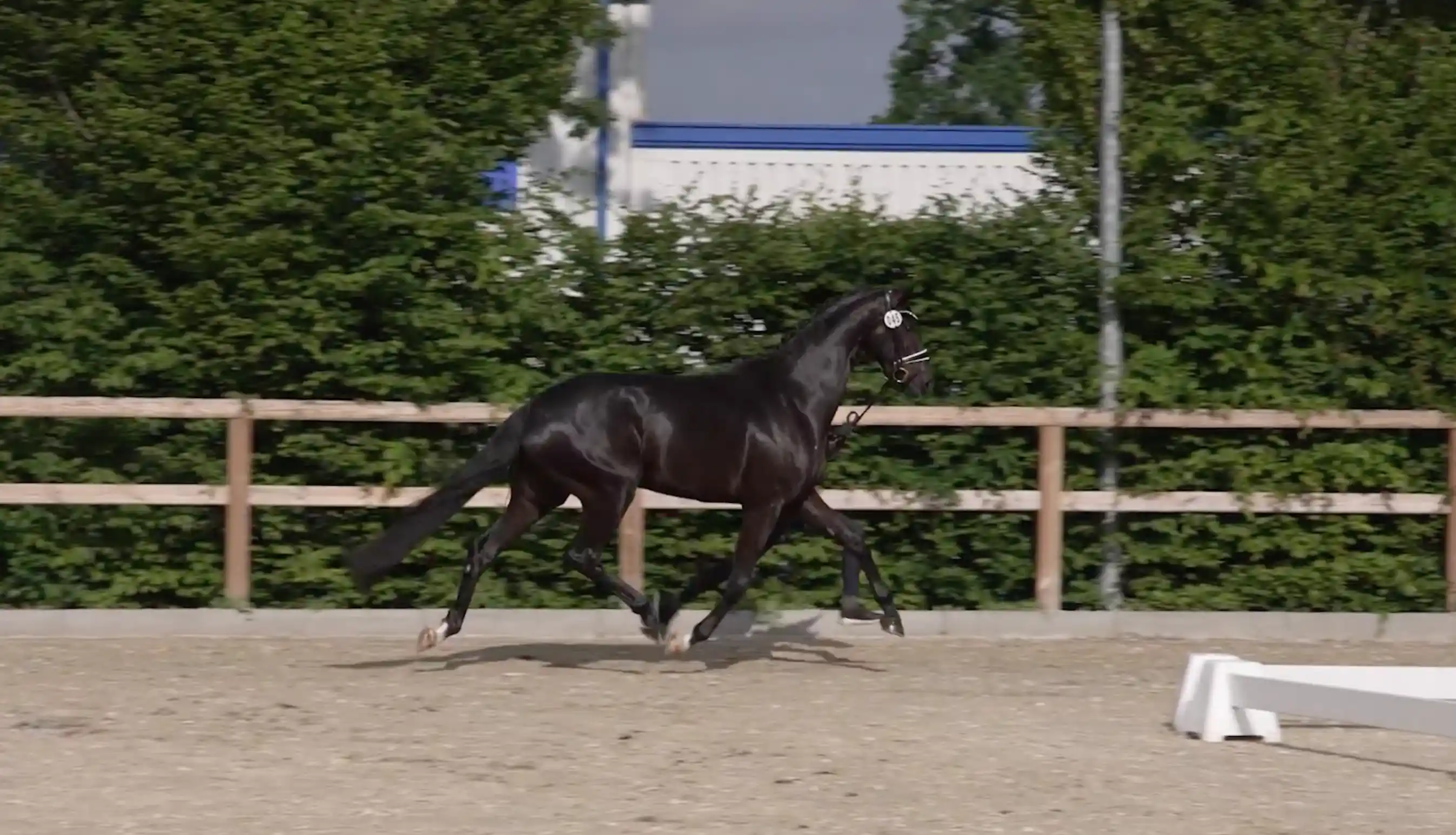 Schwarzes Pferd trabt in einer Außenbahn an der Hand vor grüner Hecke und Holzzaun.