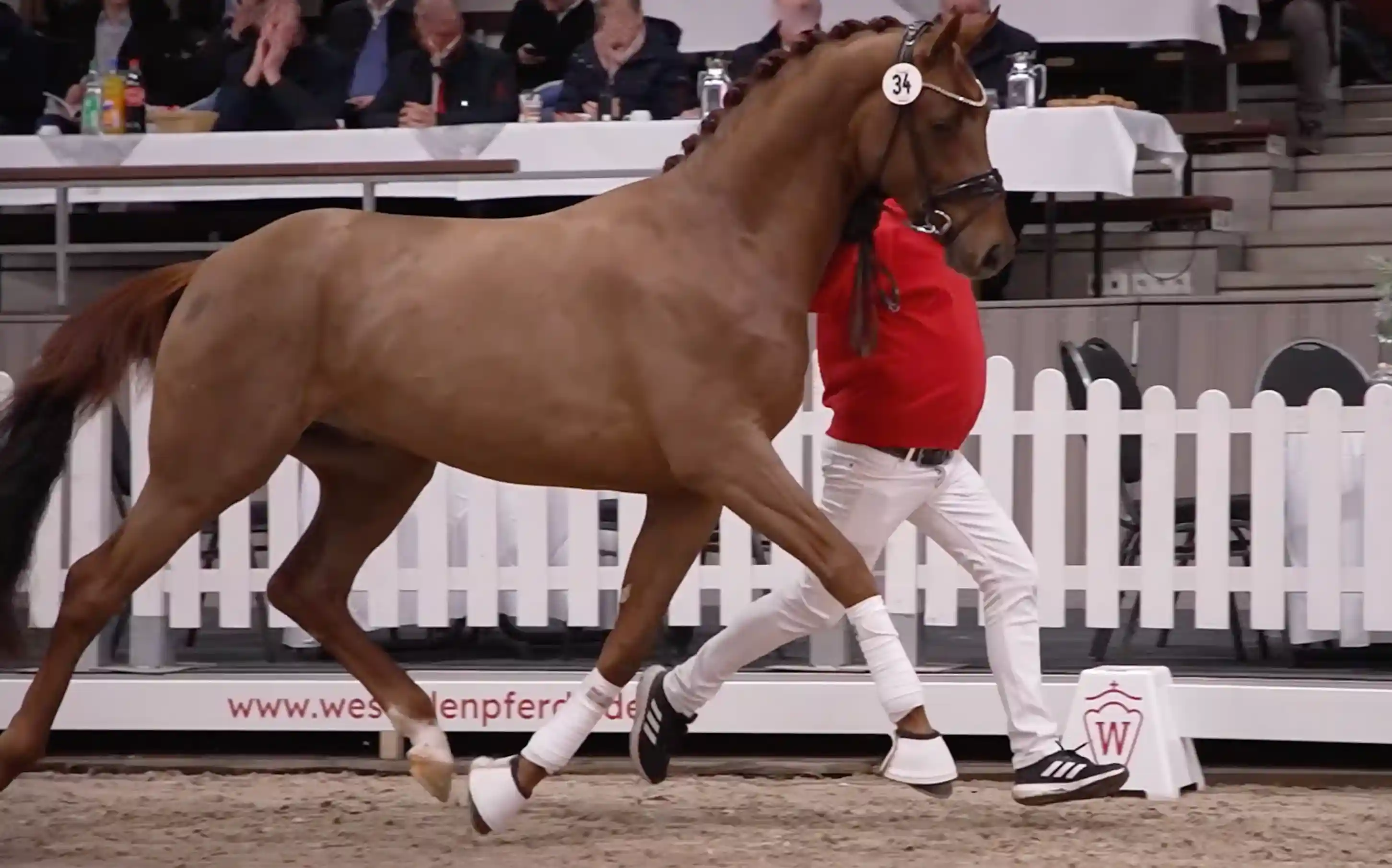 Brauner Hengst wird im Trab an der Hand in einer Halle vor Publikum präsentiert.