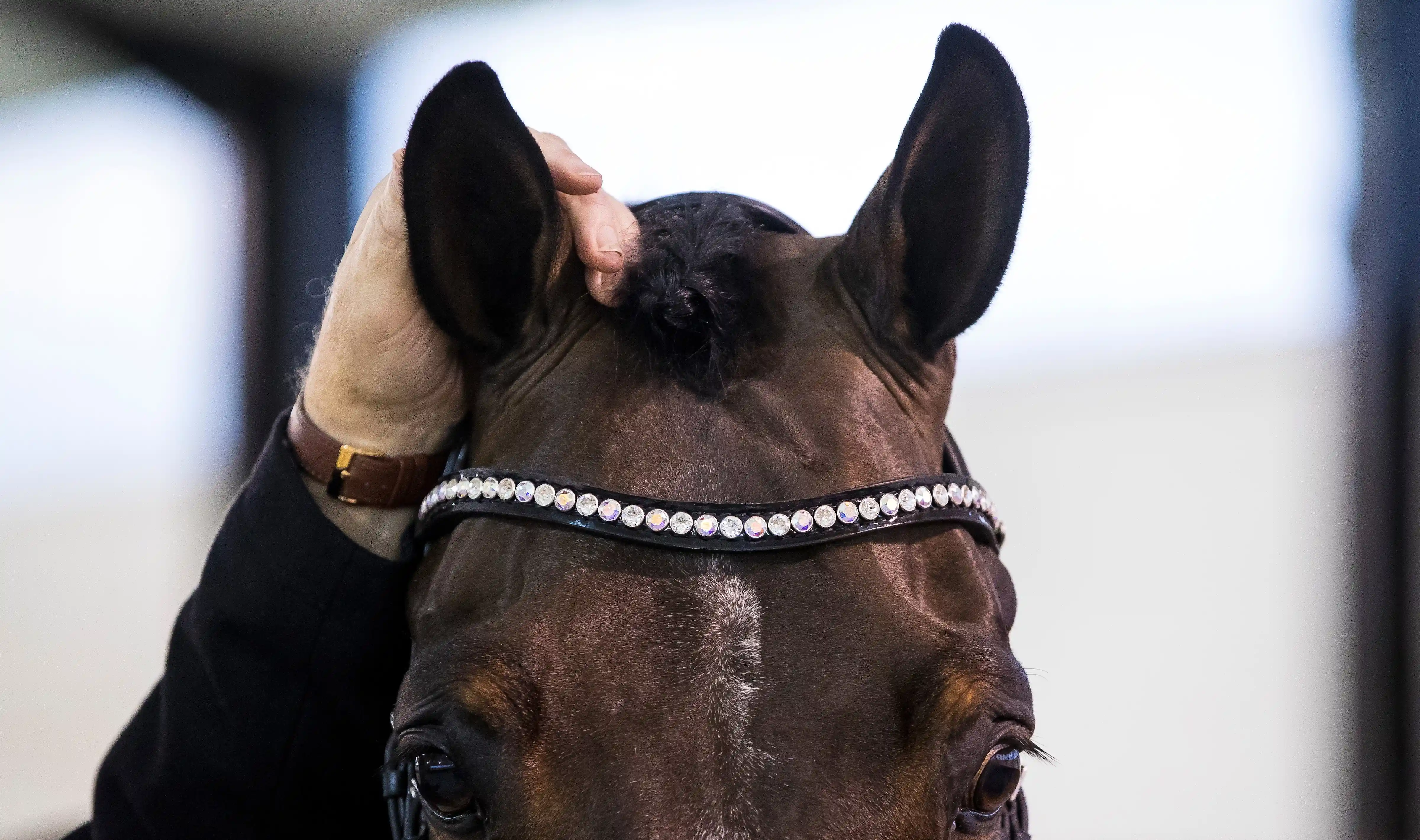 Pferdeohren die nach vorne und nach hinten zeigen und das lauschen des Pferdes symbolisieren.