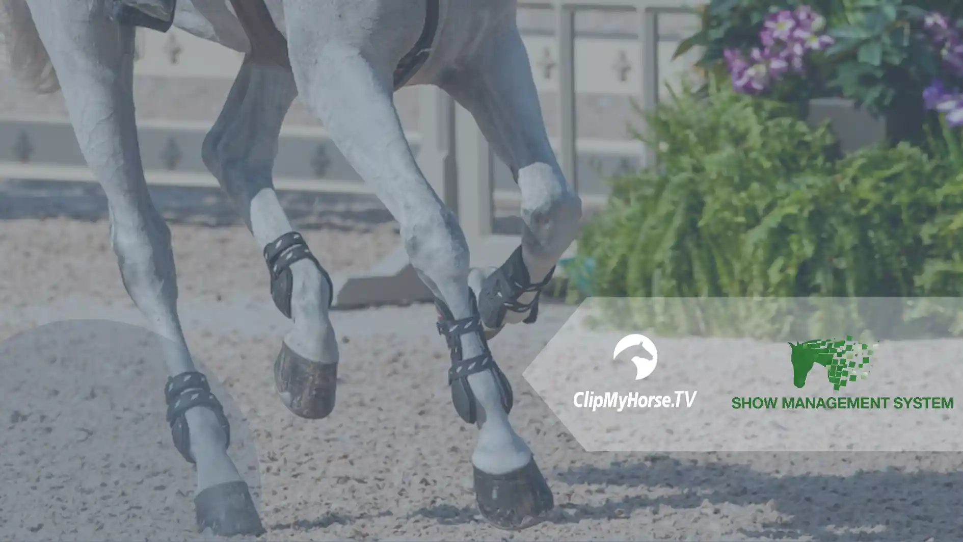 Ein Bild, das die Zusammenarbeit von ClipMyHorse.TV und Show Management System zeigt