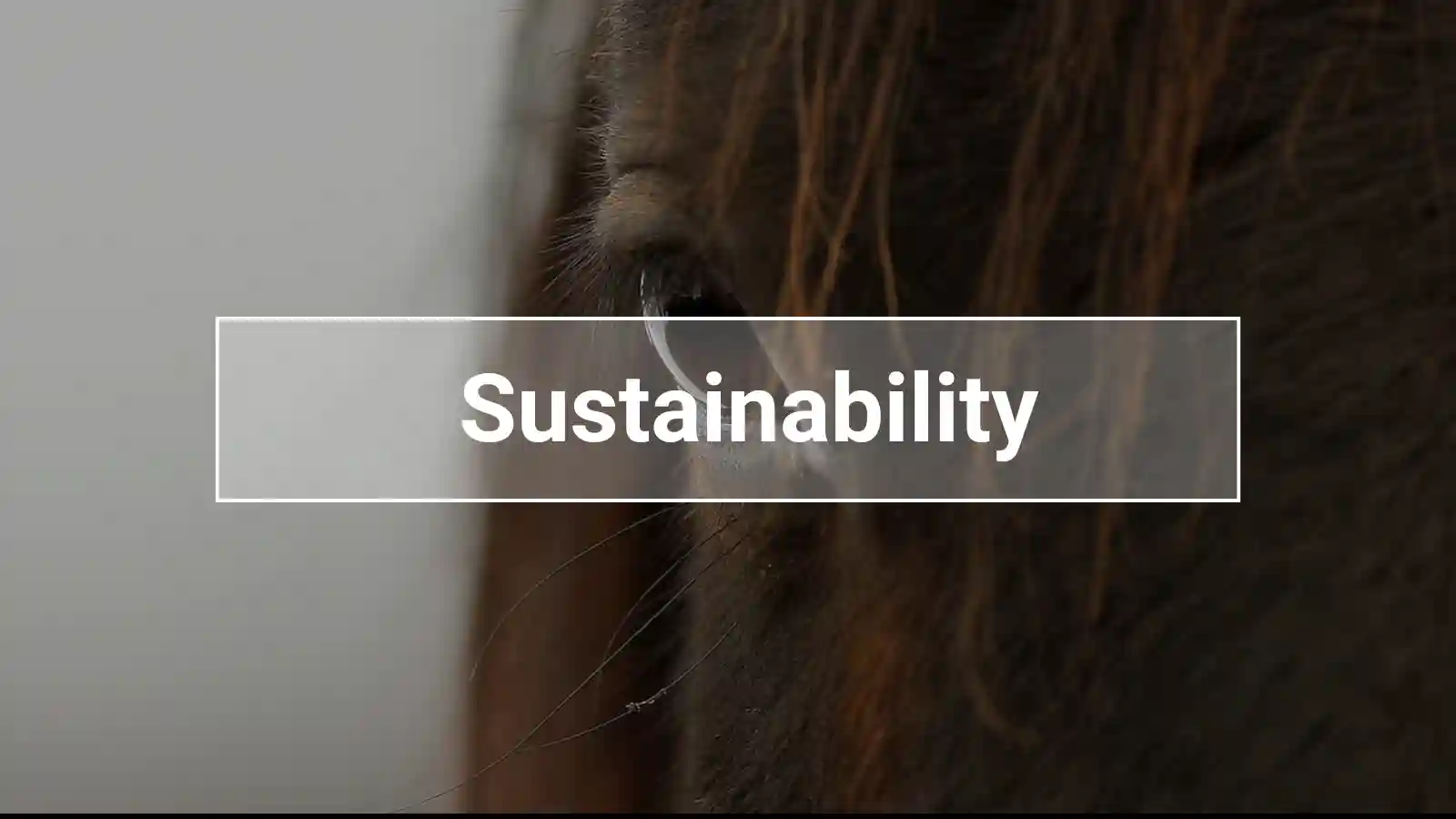 Close-up of a horse’s eye with the word “Sustainability” – a symbol of responsible and environmentally conscious equestrian sport
