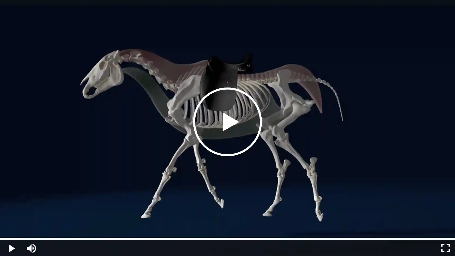 Anatomische Darstellung eines Pferdes mit sichtbar eingeblendetem Skelett und markierter Sattelposition