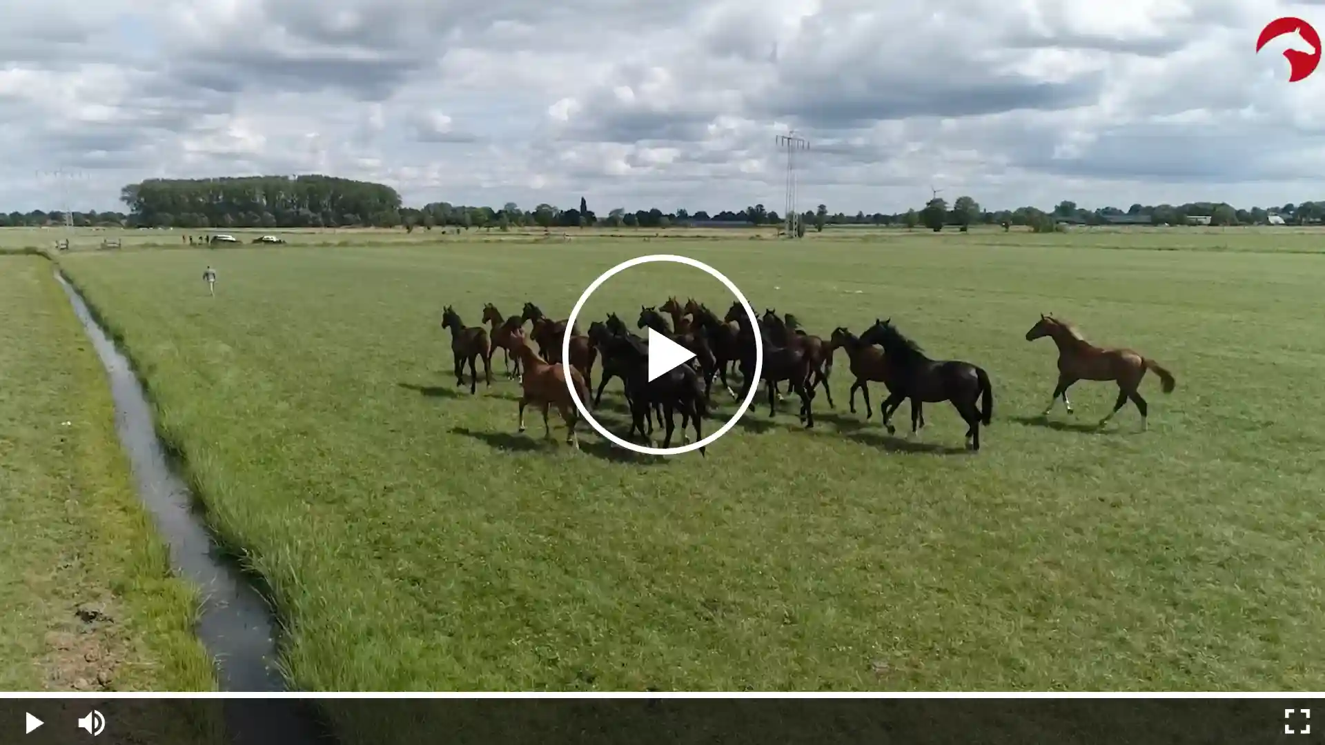 Aerial view of a herd of horses on a wide, green pasture beside a narrow water ditch under a cloudy sky.