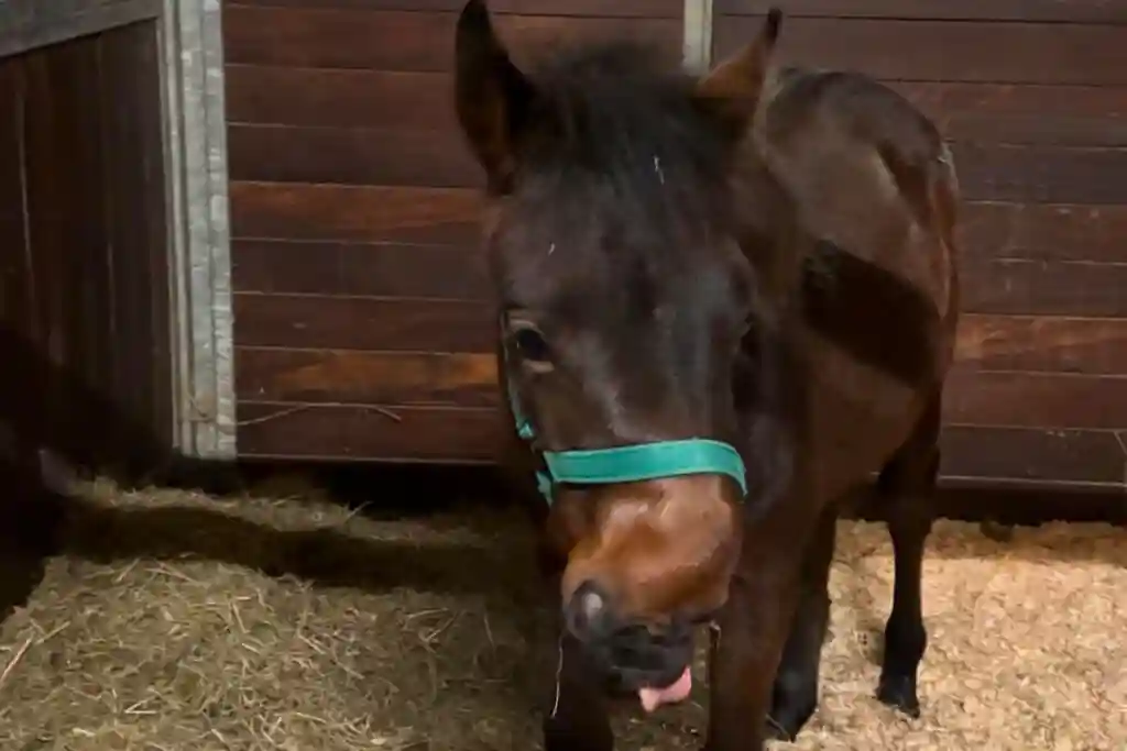 Nahaufnahme eines Fohlens mit Wry-Nose-Syndrom in der Box; das Fohlen trägt ein türkisfarbenes Halfter und zeigt eine deutlich schiefe Nasenpartie.