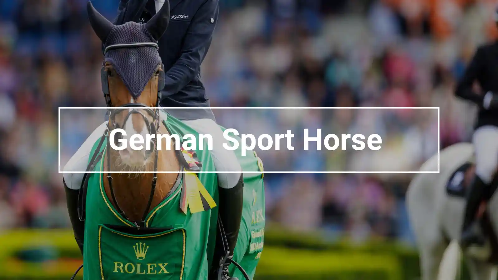 German Sport Horse after winning the Rolex Grand Prix of Aachen – a powerful competition horse in international elite sport.