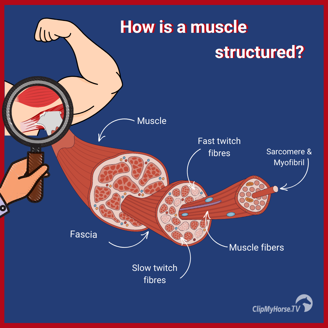 The illustration shows the muscle structure of a horse and highlights the key muscle groups essential for movement, posture, and performance.