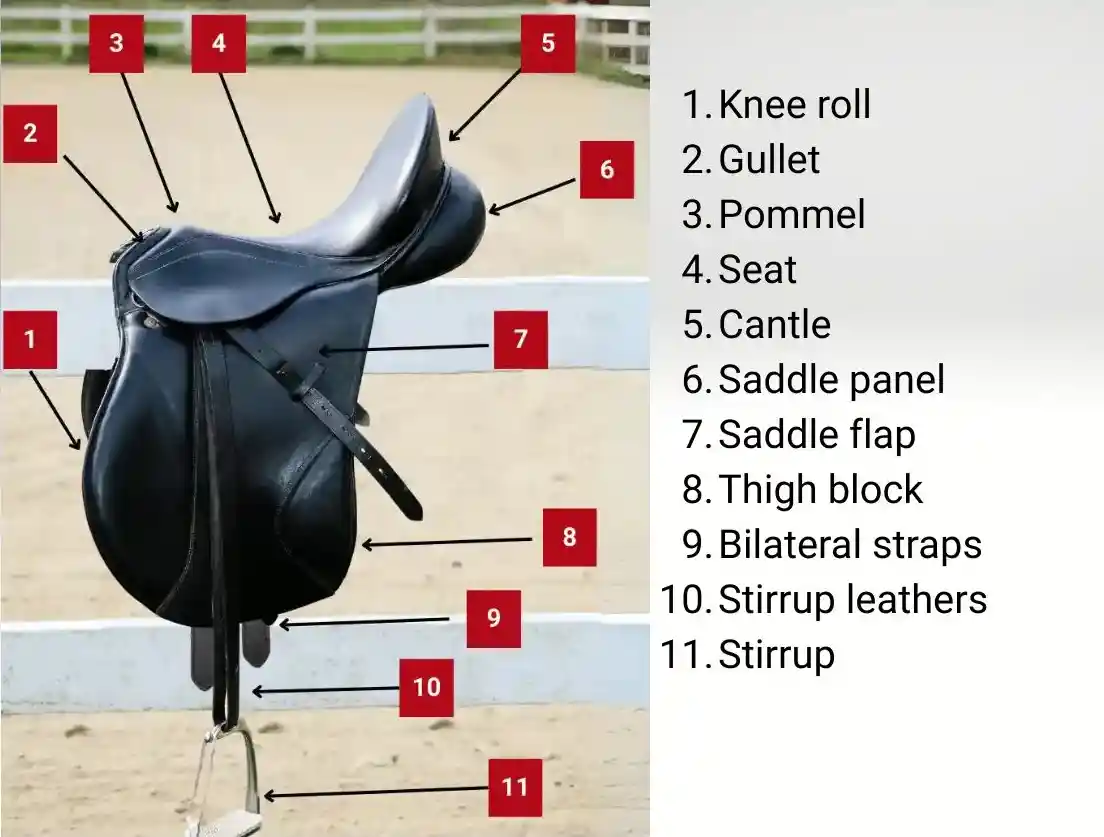Side view of a dressage saddle with numbered labels identifying the knee roll, gullet, pommel, seat, cantle, saddle panel, saddle flap, thigh block, billets, stirrup leathers, and stirrup.