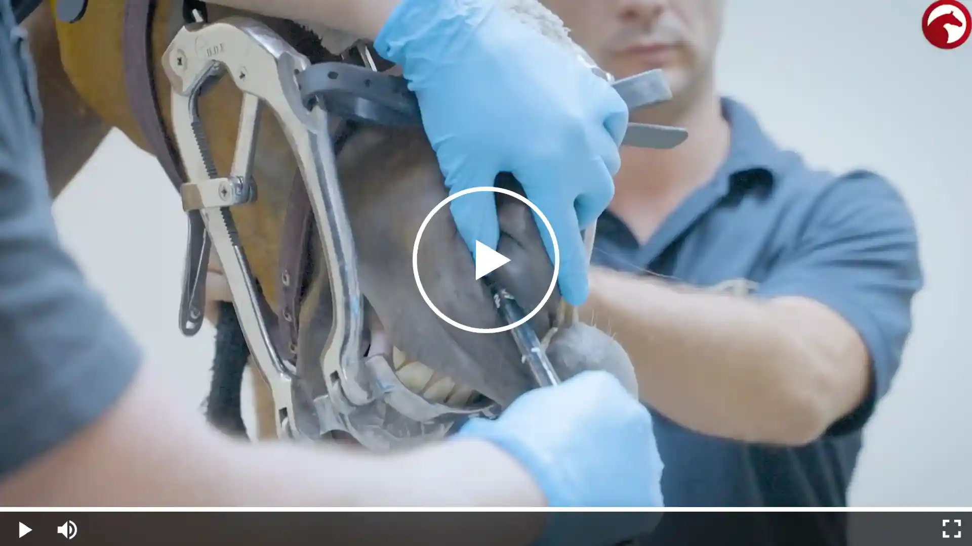 Tierarzt untersucht mit Maulgatter die Zähne eines Pferdes, trägt blaue Handschuhe; mittig eingeblendeter Play-Button zeigt eine Videoaufnahme.