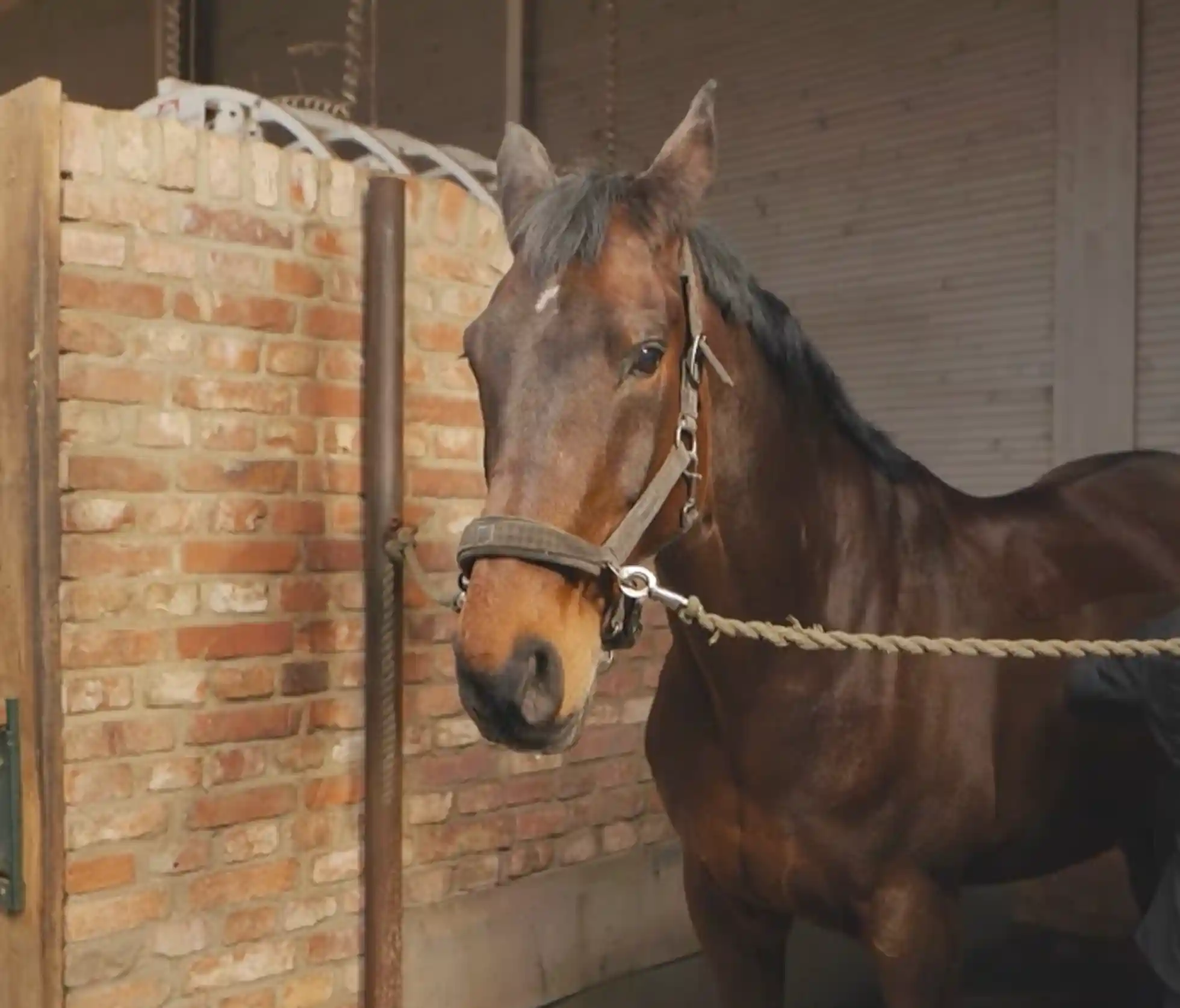 Braunes Pferd im Stall angebunden mit Halfter – mögliche Ausgangssituation bei Sattelzwang oder Rückenempfindlichkeit.