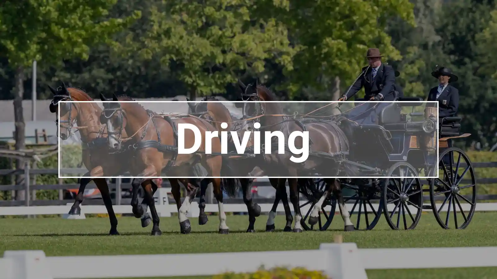 Four-in-hand in competition driving with driver and groom in traditional attire – classic driving sport with stylish presentation and precise rein handling.