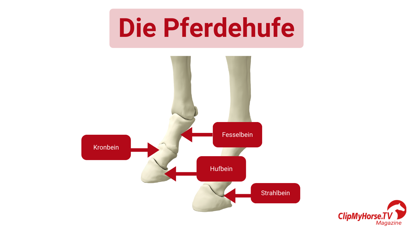 Anatomische Darstellung der Pferdehufknochen – sichtbar sind Kronbein, Fesselbein, Strahlbein und Hufbein.