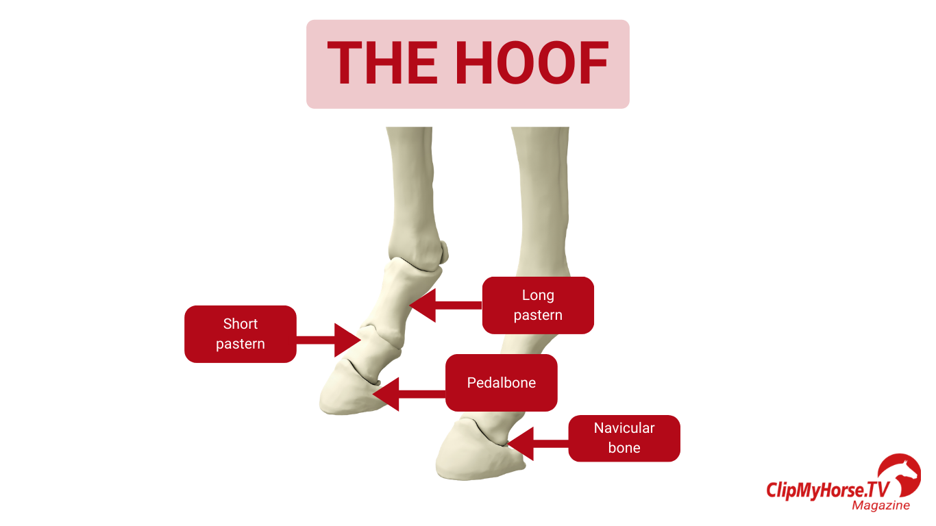 Illustrated diagram of a horse’s hoof structure with labeled internal bones: long pastern, short pastern, pedal bone, and navicular bone beneath the title “The Hoof.”