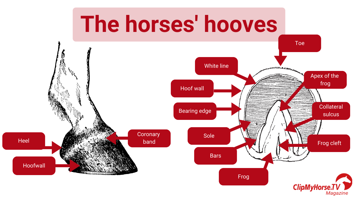 Anatomical representation of a horse's hoof with a view from the side and from below. External and visible structures such as the frog, hoof wall, coronet band, toe, white line, sole, heel, hoof sole, horn frog, and frog tip are labeled. The illustration shows the external structure of the hoof without depicting internal bone structures