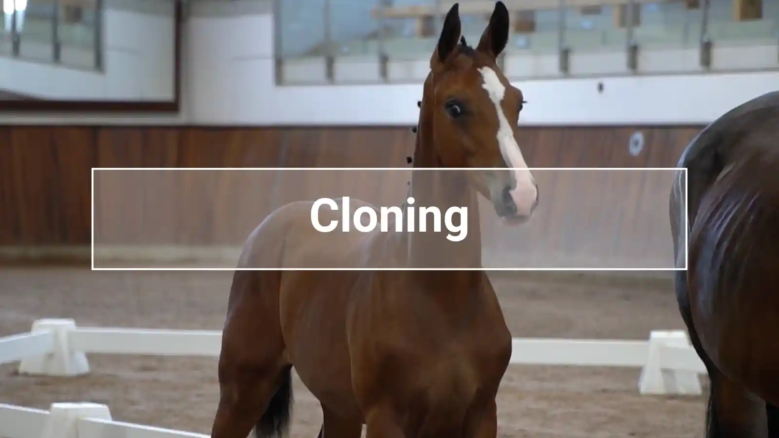 Brown horse with a wide white blaze in an indoor riding arena; above it is a transparent box labeled “Cloning.”
