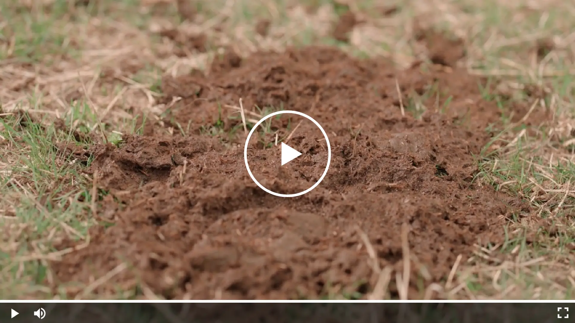 Diarrhea in a horse on pasture (loose, watery manure)