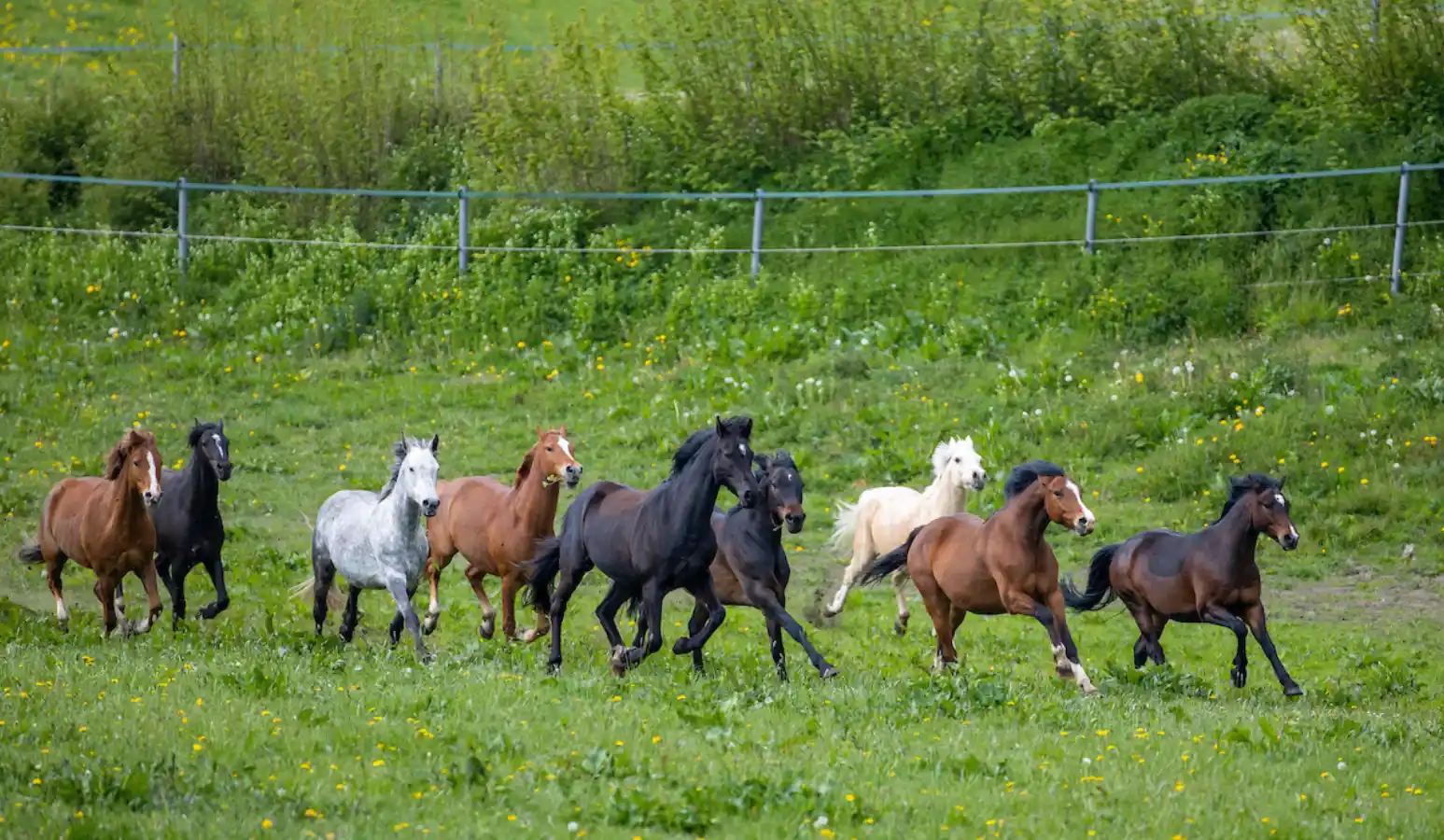 Mehrere Pferde galoppieren gemeinsam über eine grüne Weide in einer eingezäunten Pferdekoppel