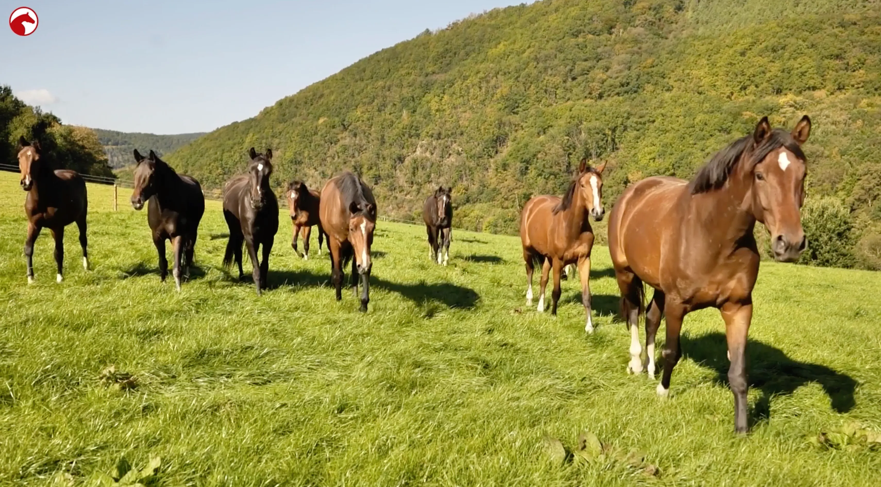 https://www.clipmyhorse.tv/de_DE/academy/lesson/f4714e9ae70d6f423aa22c3f7f8892f3?utm_source=CMH_Magazine&utm_medium=Artikel&utm_campaign=Regenekzem-beim-Pferd-Symptome-Ursachen-und-wirksame-Massnahmen