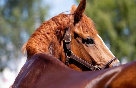 Close-up of a chestnut horse wearing a halter in a pasture, with blurred trees in the background