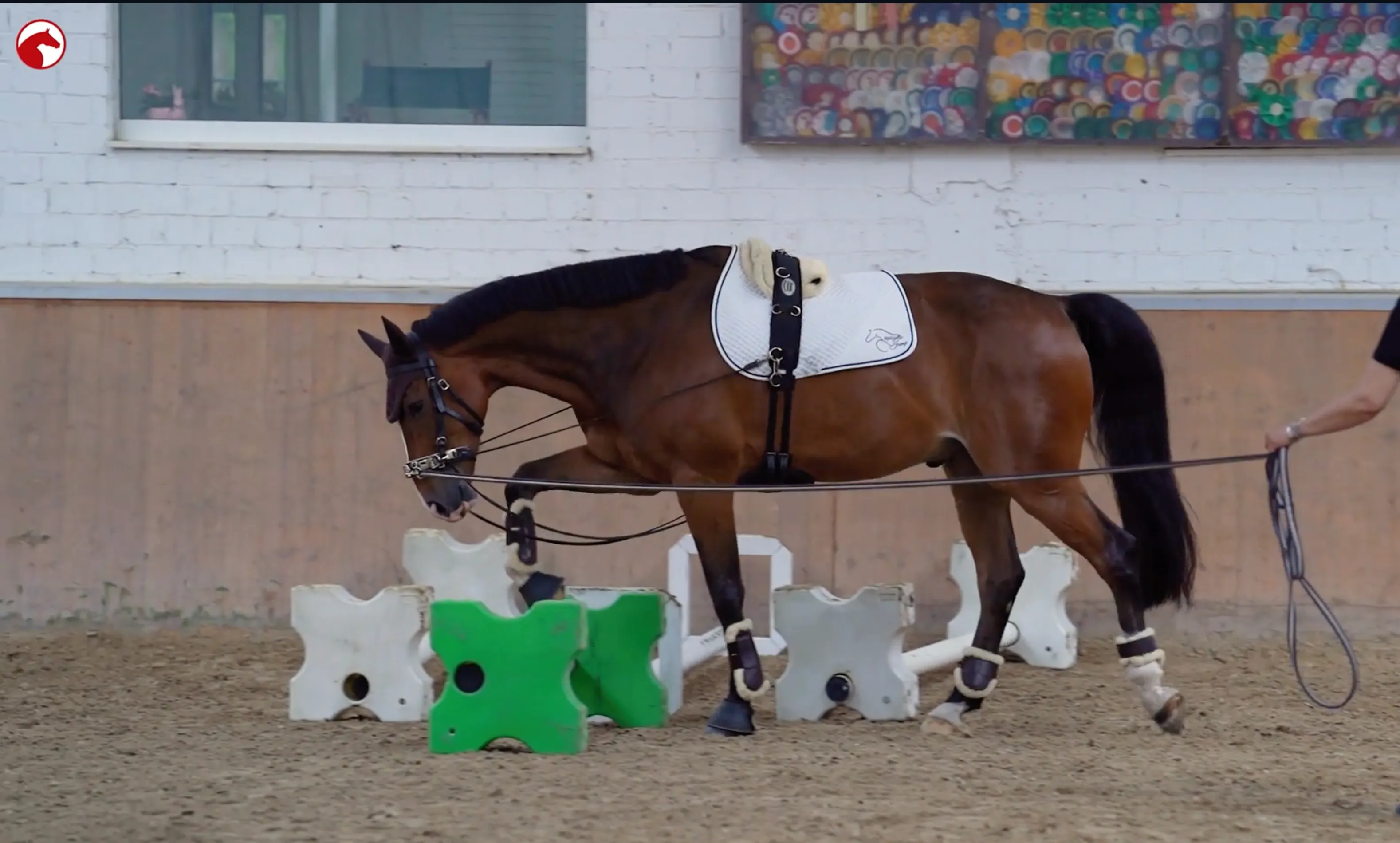 Braunes Pferd beim Longieren über Cavaletti in einer Reithalle zur Gymnastizierung und Stärkung der Rücken- und Bauchmuskulatur. Oben links ist das ClipMyHorse.TV-Logo eingeblendet.