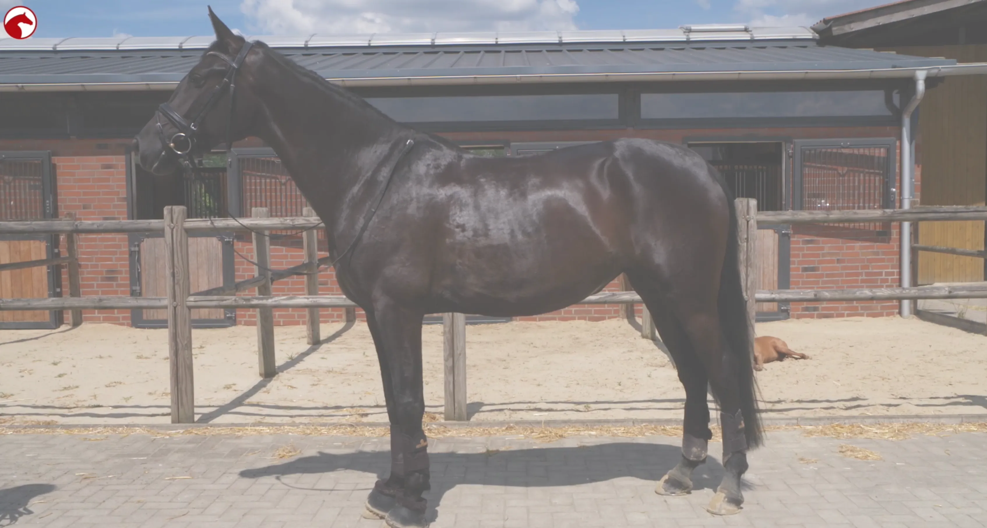 Schwarzes Sportpferd im Seitenprofil vor einem Stallgebäude. Das Bild veranschaulicht die Muskulatur eines trainierten Pferdes und dient als Illustration zum Thema Muskelaufbau. Oben links ist das ClipMyHorse.TV-Logo sichtbar.