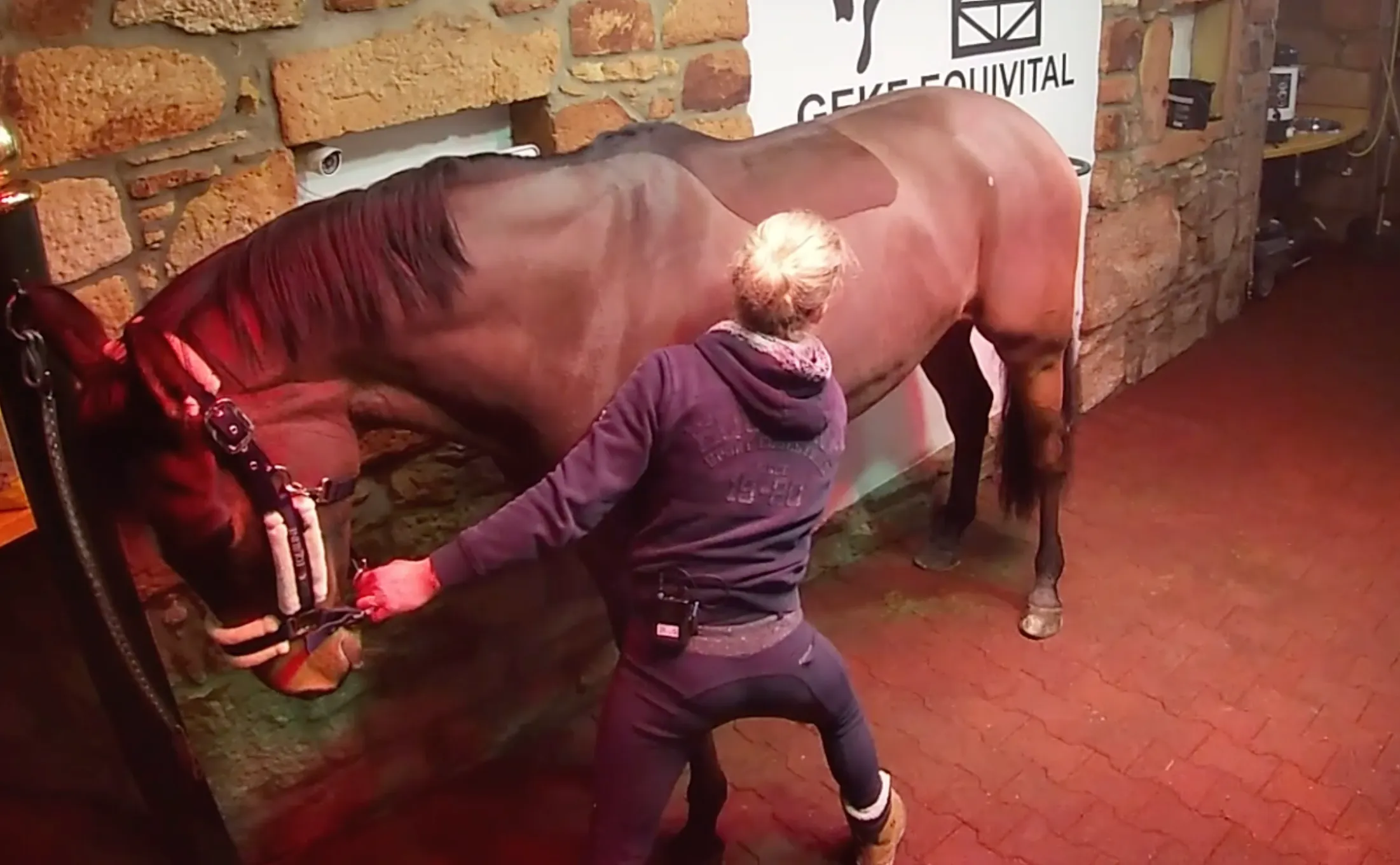 Person führt Dehnübungen mit einem Pferd im Stall durch, um die Rückenmuskulatur zu entspannen und die Beweglichkeit zu fördern.