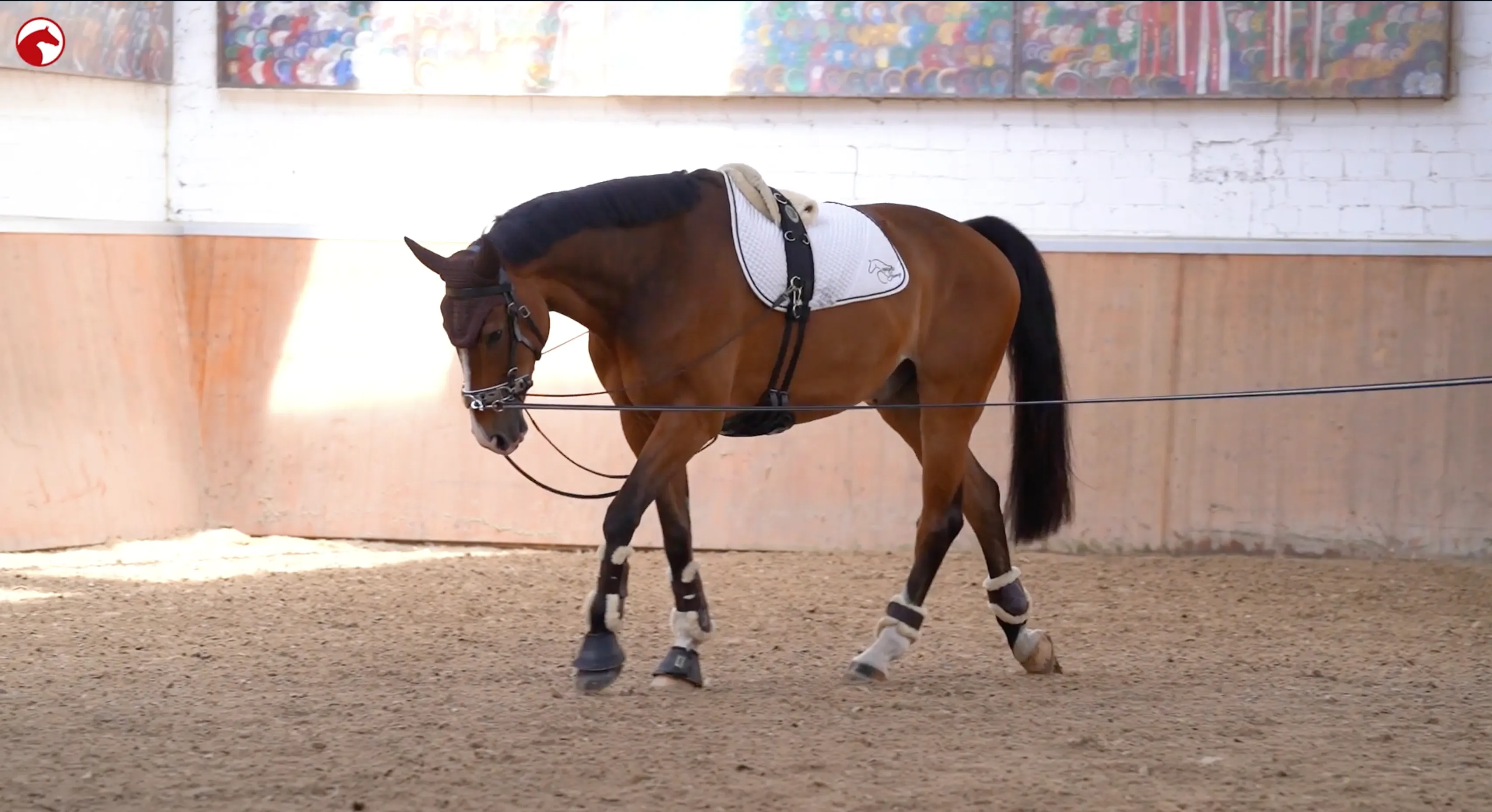 Braunes Pferd mit Longiergurt beim Longieren in einer Reithalle. Das Pferd bewegt sich in Dehnungshaltung zur Förderung der Rückenmuskulatur und der Tragekraft. Oben links ist das ClipMyHorse.TV-Logo sichtbar.