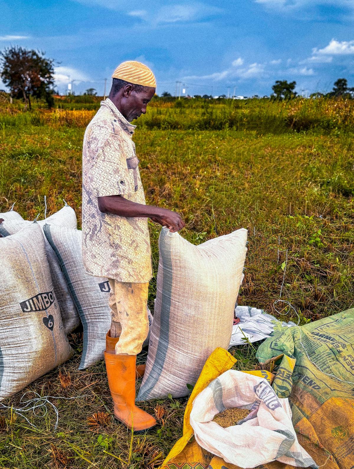 African farmer harvesting crops in Kaduna, Nigeria