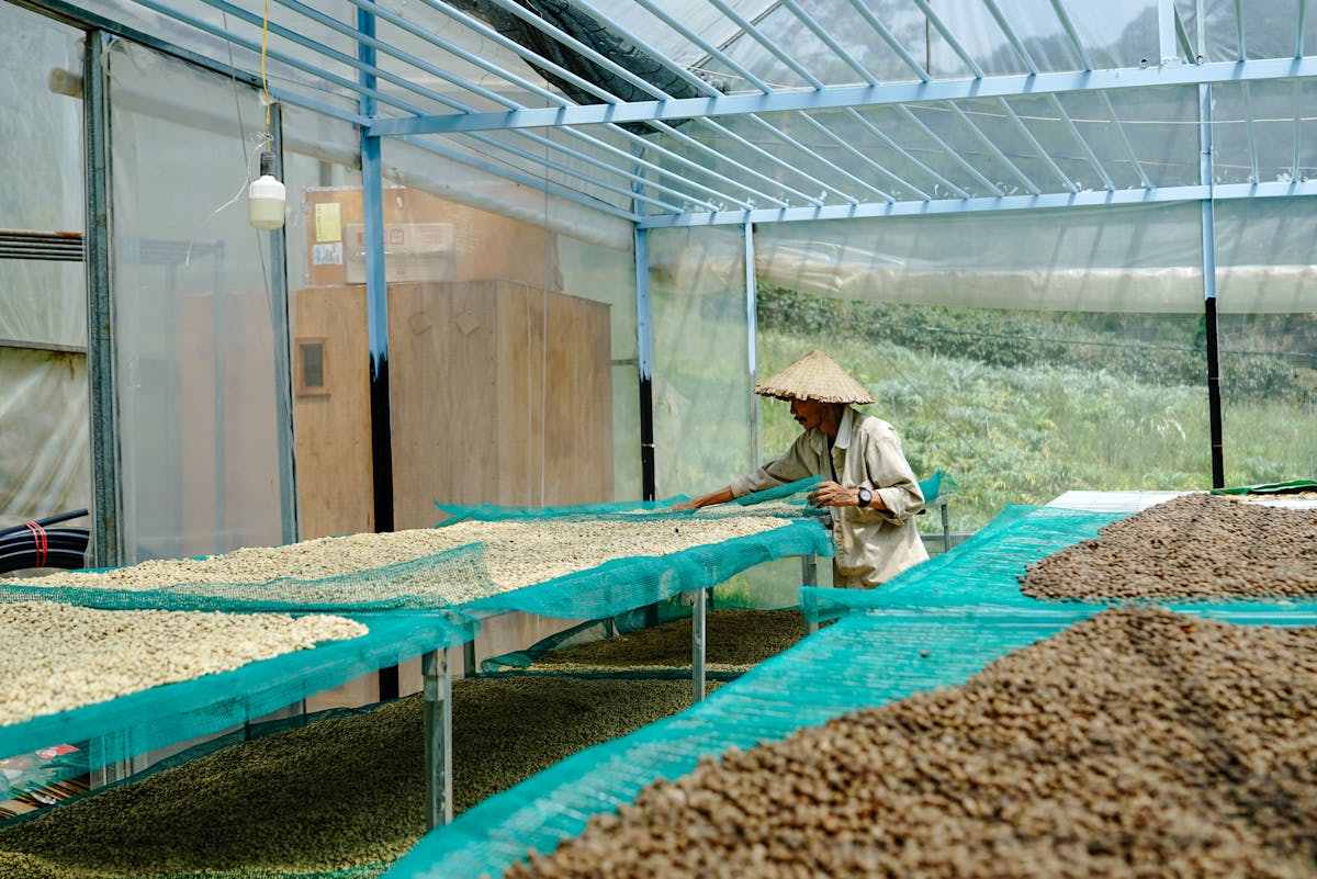 Farmer drying coffee beans outdoors under the sun