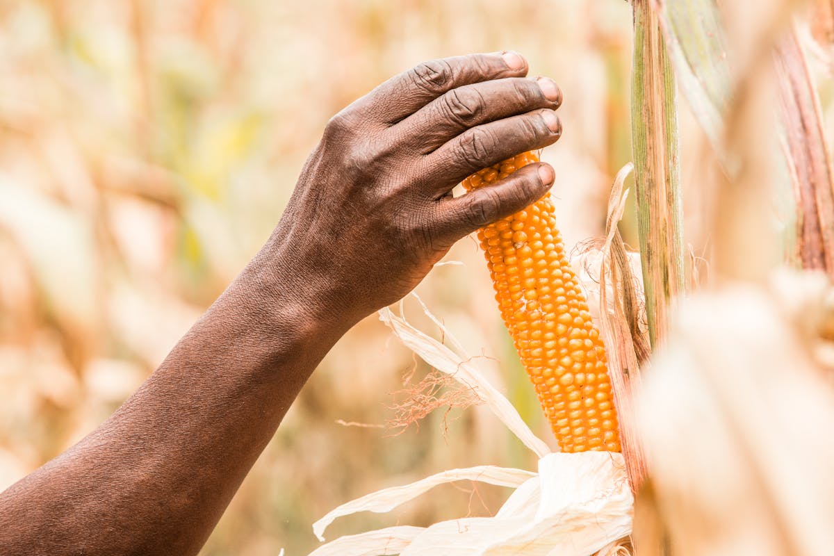 Hand gripping a ripe maize cob in a cornfield in Kagera, Tanzania