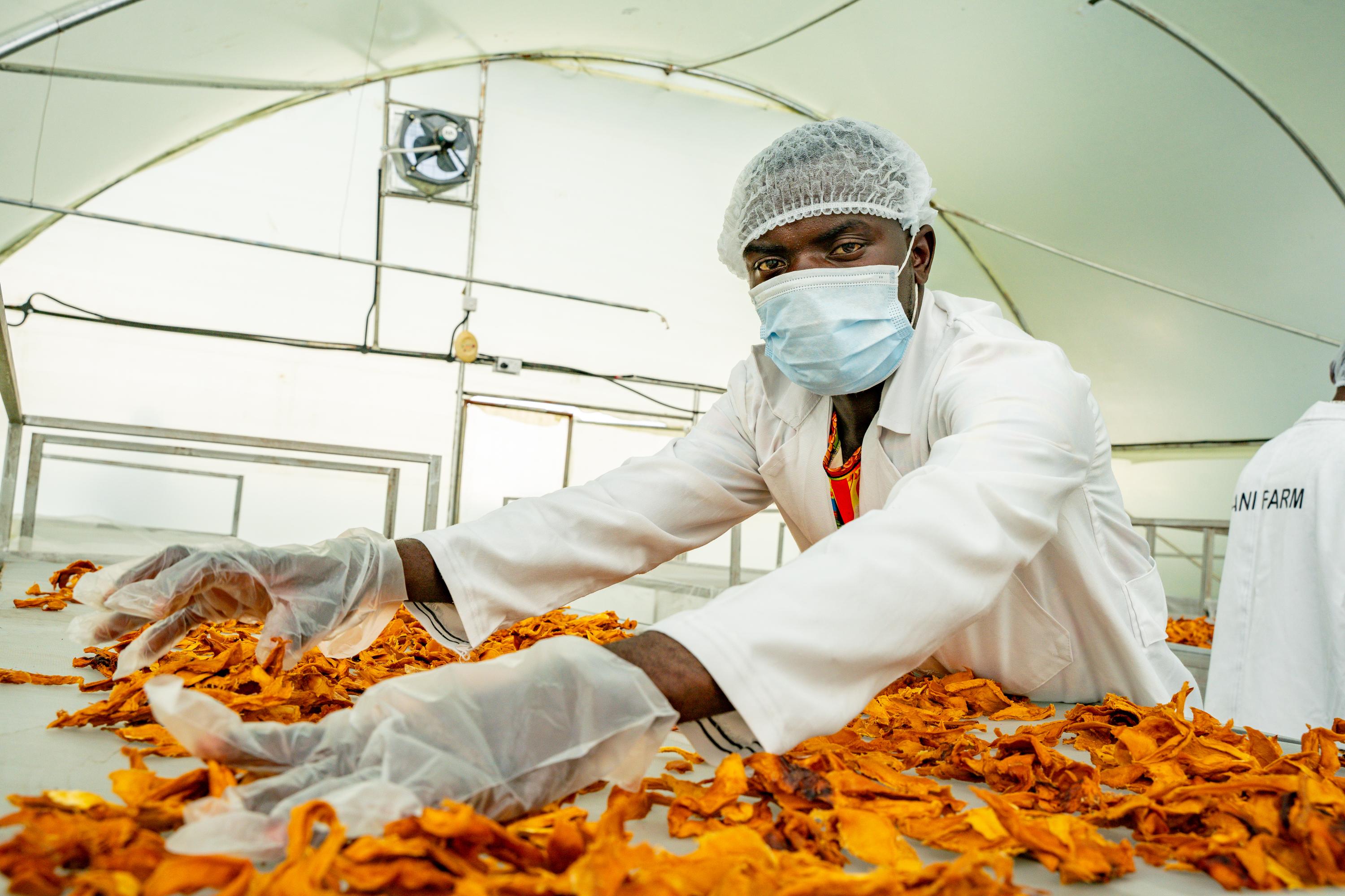 Operator in food-safe protective wear handling dried mango inside a Synnefa smart solar dryer