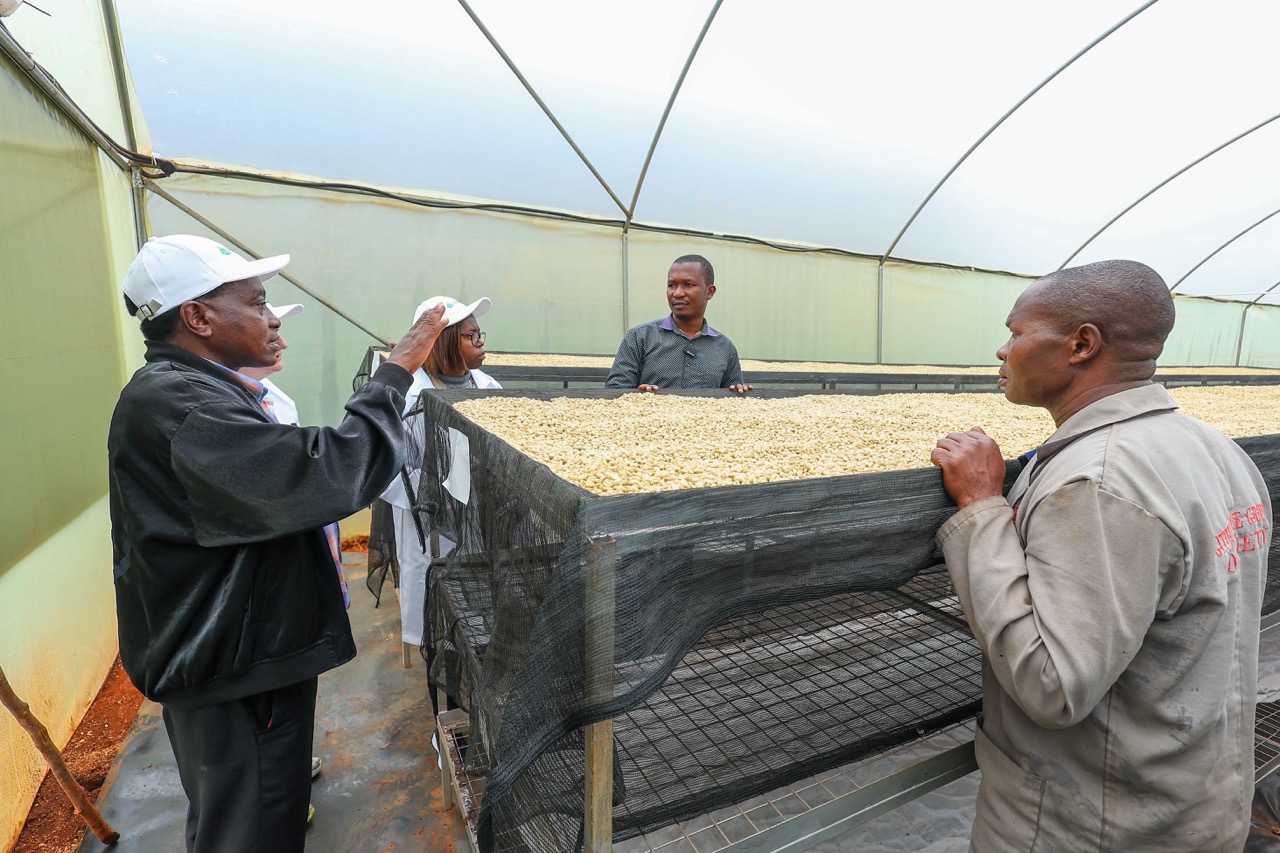 Farmers and cooperative members inspecting coffee drying beds inside a Synnefa smart solar dryer