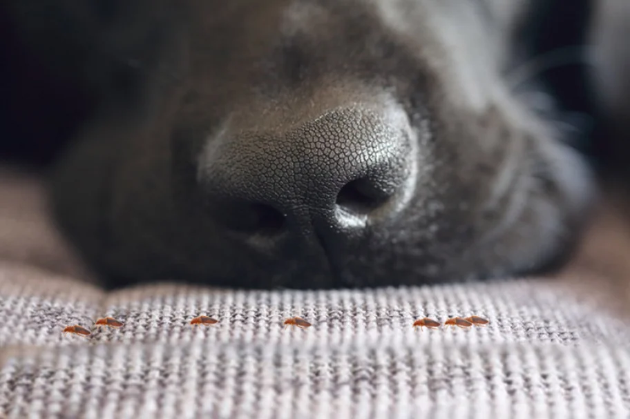 Bed Bug K9 Detection