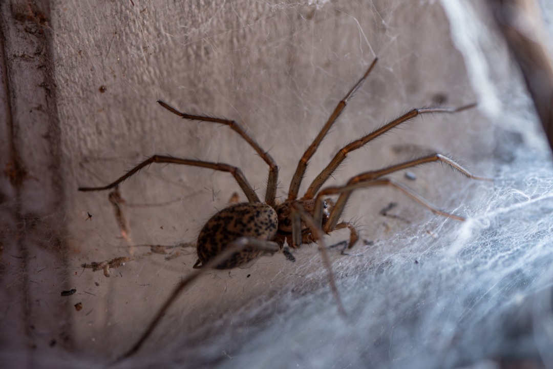 Spider indoors during fall pest season
