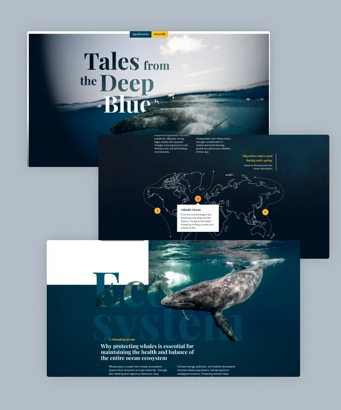 This editorial special by Maglr Studio dives deep into ocean wildlife, following the journey of whales and the impact they have on our planet.