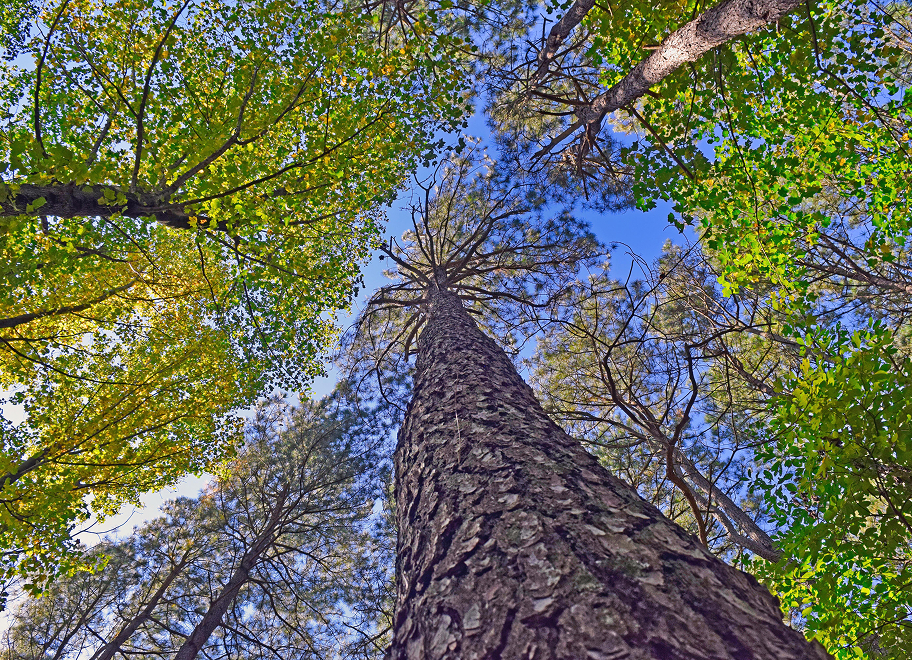 Peer to Peer Connection: The Case for Building a Trusted Leadership Network Outside of Your Organization