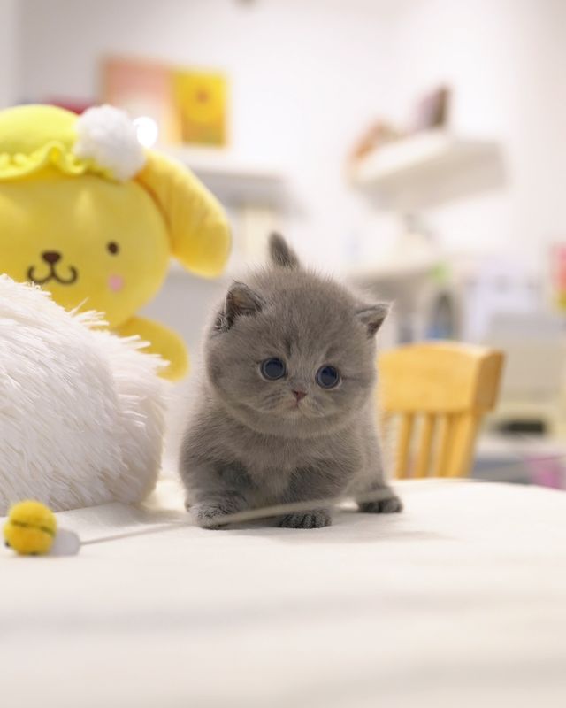 cute munchkin resting