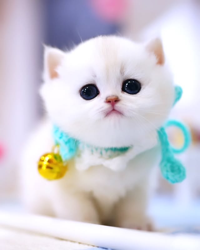 brown and white munchkin kitten been held by a lady for photo shoot