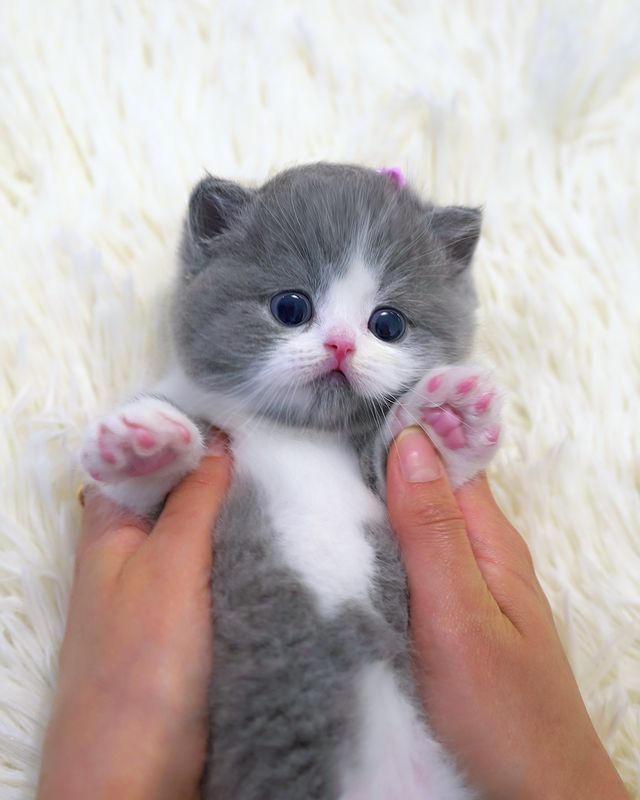 Grey munchkin kitten with blue eyes during photo shoot