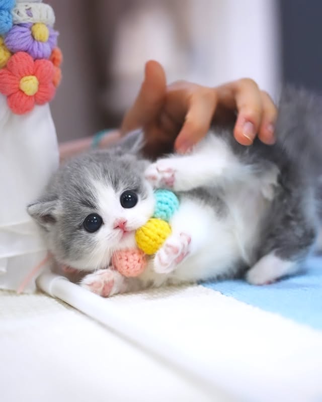 Grey and white munchkin