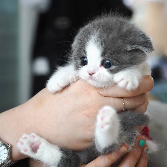 munchkin kitten with grey eyes