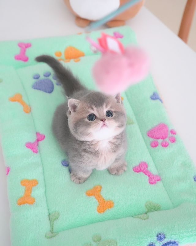 Black and white munchkin kitten
